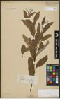 Foto von Salix alba L. x Salix fragilis L.